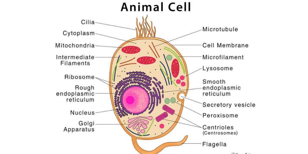 Explaination On Parts of an Animal Cell - Plato Online