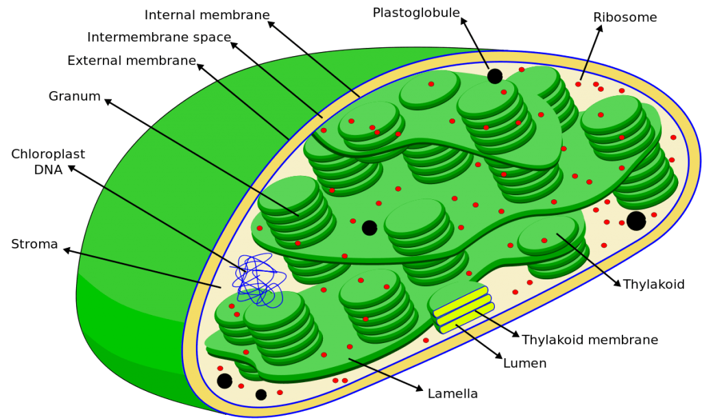 Chloroplast diagram