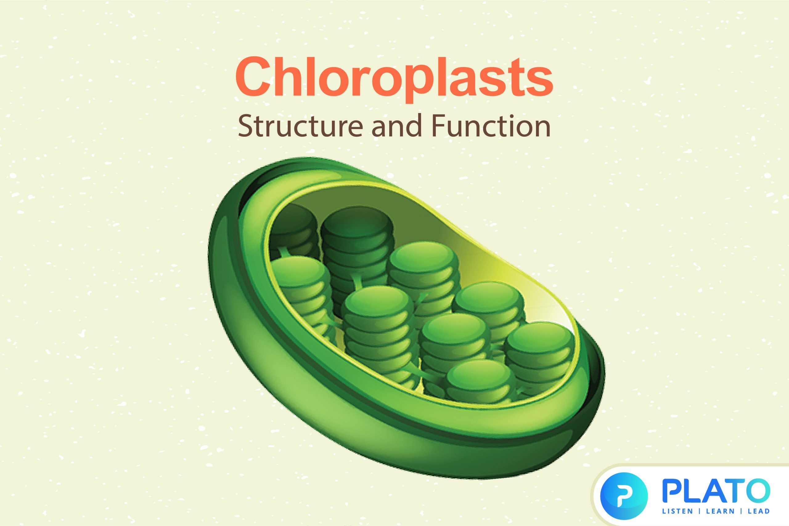 Structure and Function of Chloroplasts - Plato Online