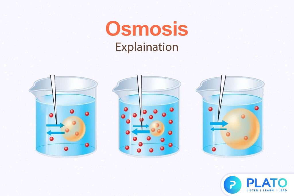 Osmosis Explaination