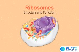 Ribosomes structure and function