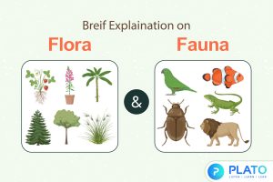 Brief Explaination on Flora and Fauna