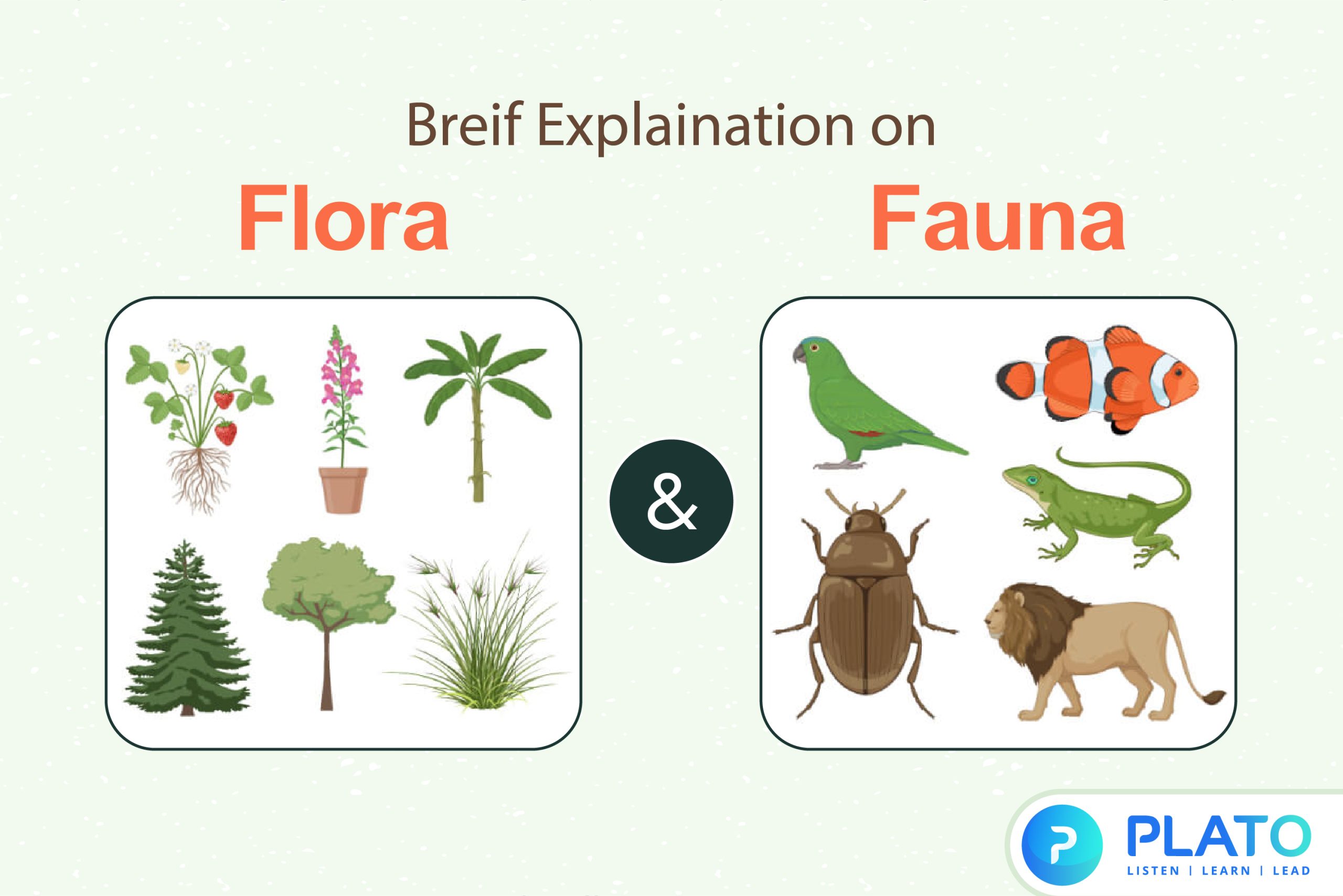 Breif Explaination On Flora and Fauna - Plato Online