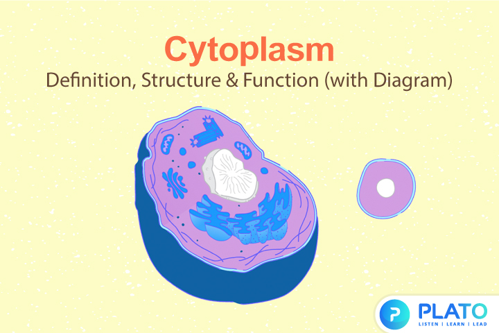 cytoplasm structure and its function