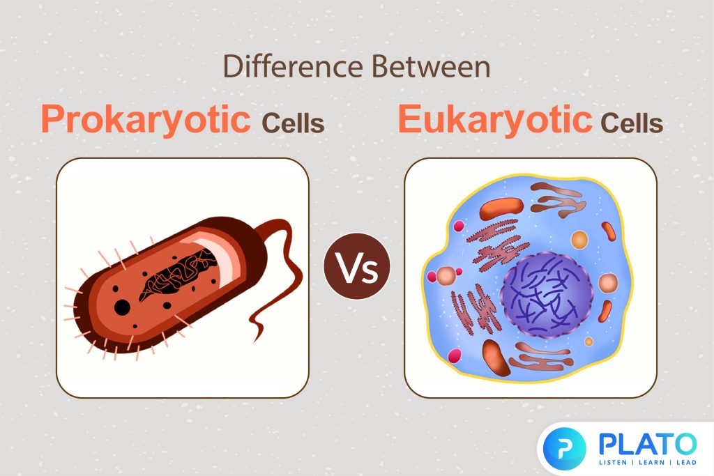 difference between prokaryotic and Eukaryotic cell