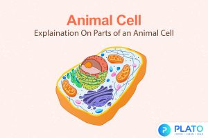 explaination on parts of animal cell