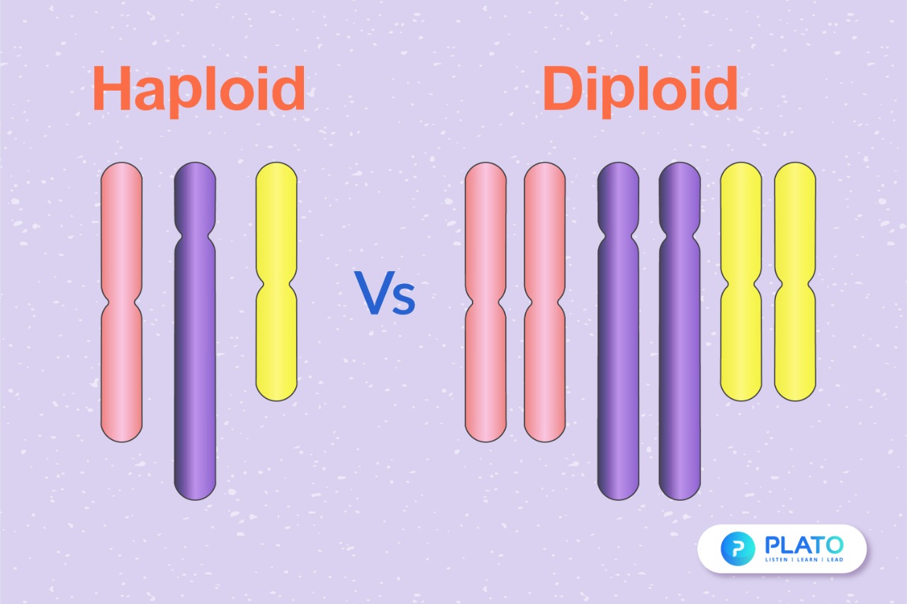 picture of diploid