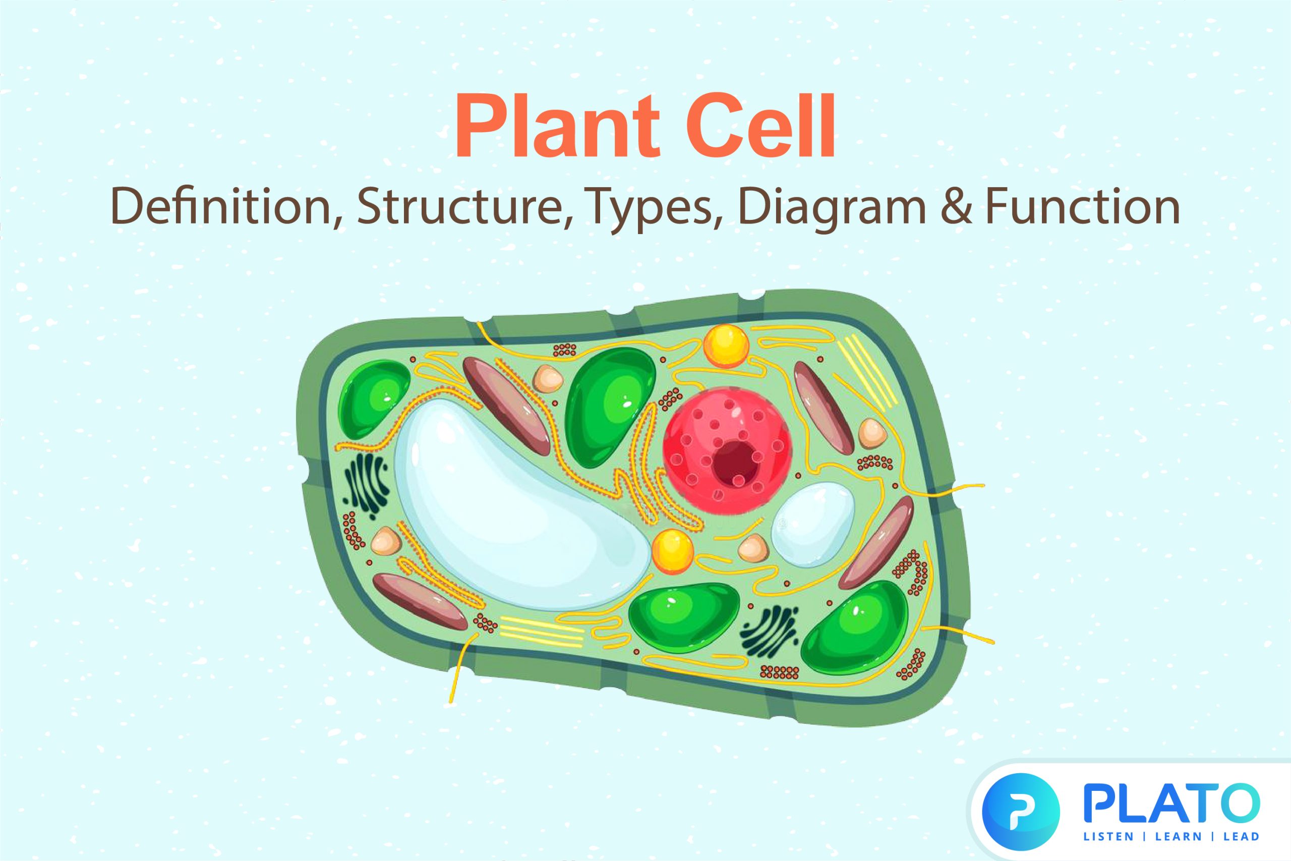 Plant Cell - Definition, Structure, Types, Diagram & Function - Plato Online