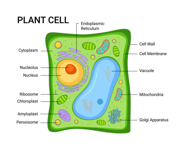 Sketch and describe in your own words the plant cell and animal cell