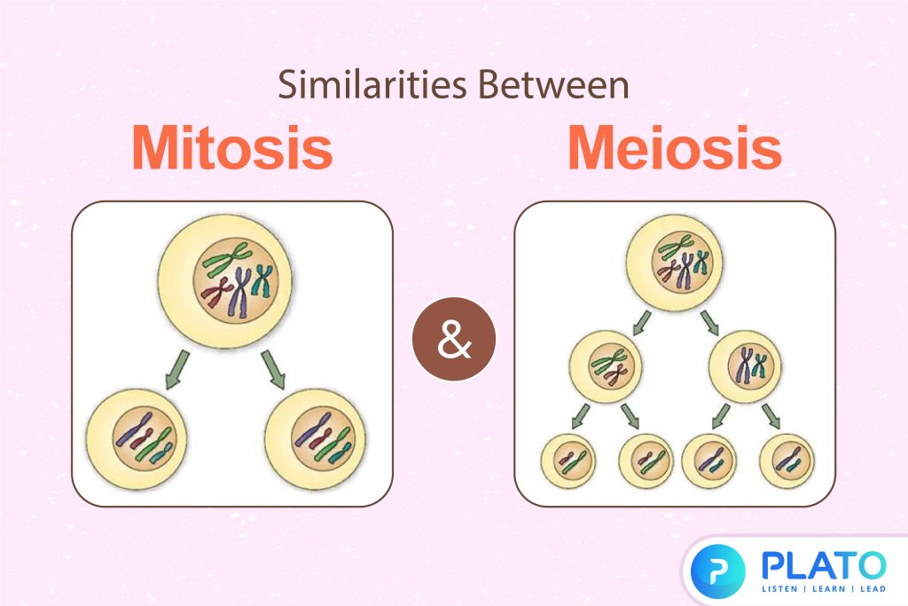 similarities between mitosis Meiosis